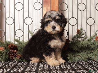 Bichpoo dogs Fiji - Ad 6