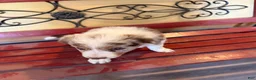 Border Collie dogs for sale: Specks - Ad 40