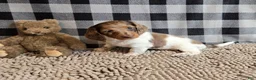 Miniature Dachshund dogs for sale: Dottie - Ad 5