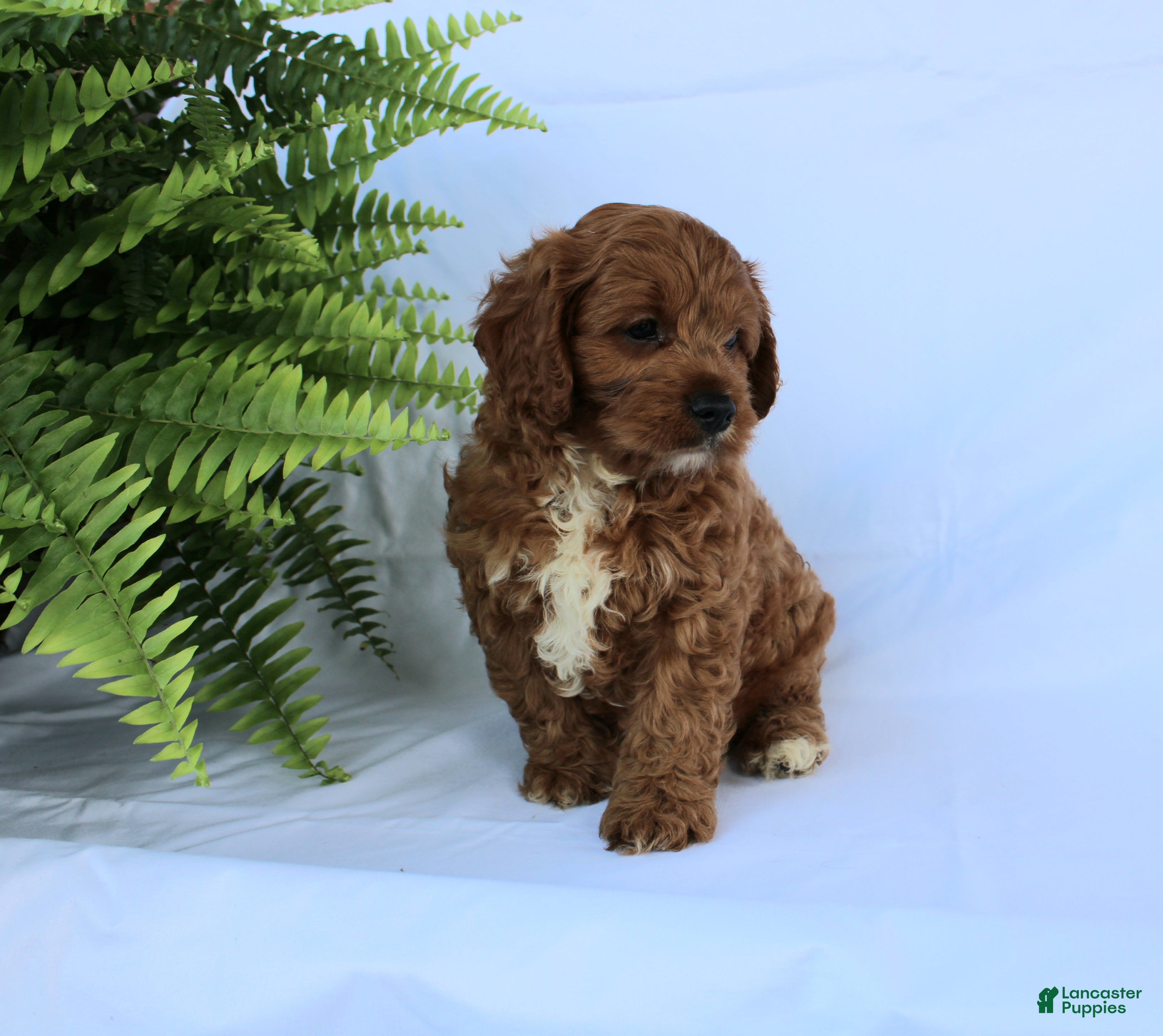 Cavapoo dogs Seth - Ad 1