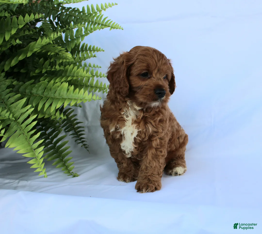 Cavapoo dogs for sale: Seth - Ad 1