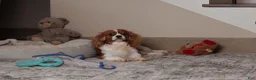 Cavalier King Charles Spaniel dogs for sale: Sammy - Ad 7