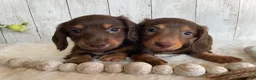 Miniature Dachshund dogs for sale: Cora - Ad 10