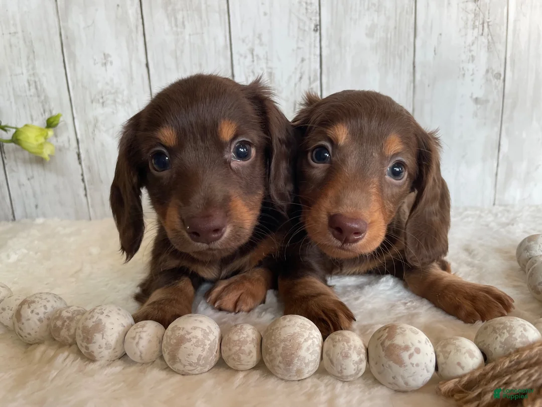 Miniature Dachshund dogs for sale: Cora - Ad 10