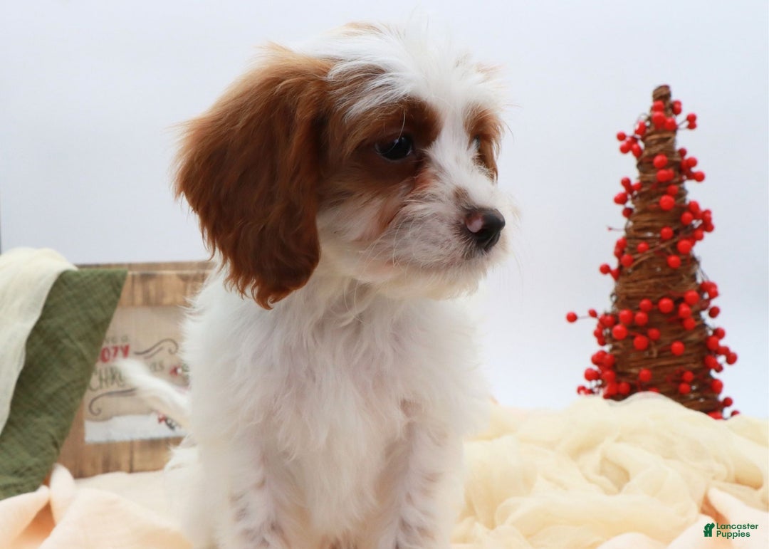 Cavapoo dogs for sale: Finn - Ad 10