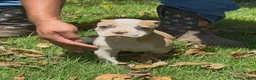 American Bulldog dogs for sale: Girl 1 - Ad 1