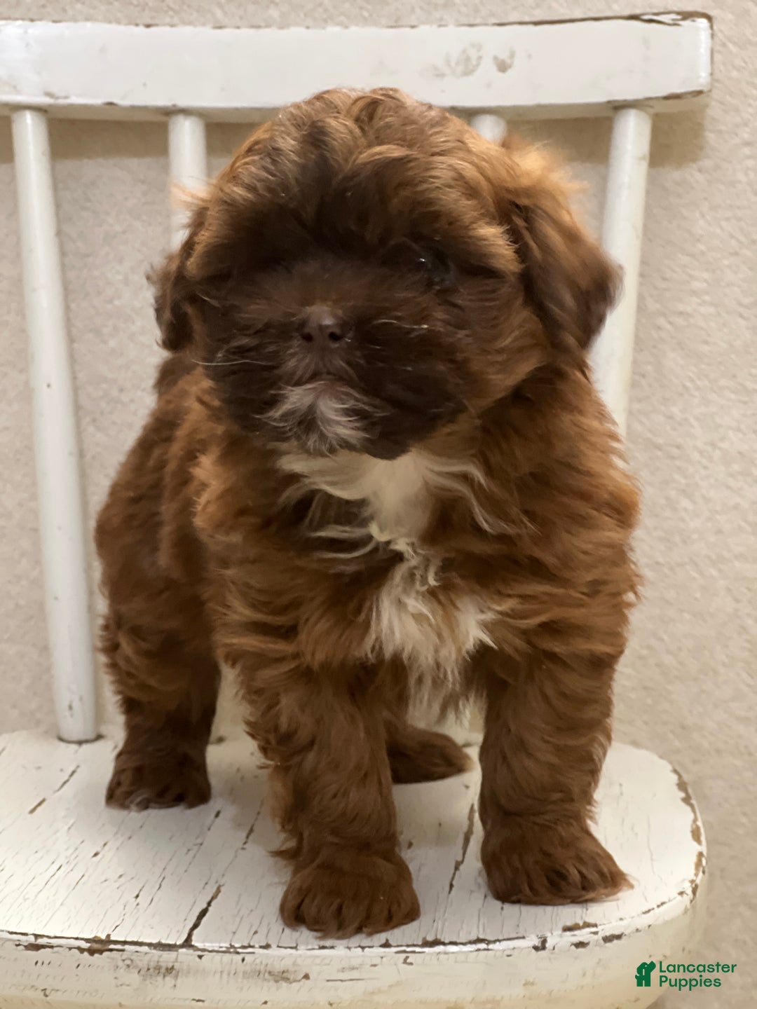 Shihpoo dogs for sale: Lulu - Ad 2