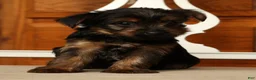 Yorkshire Terrier dogs for sale: Leo - Ad 3