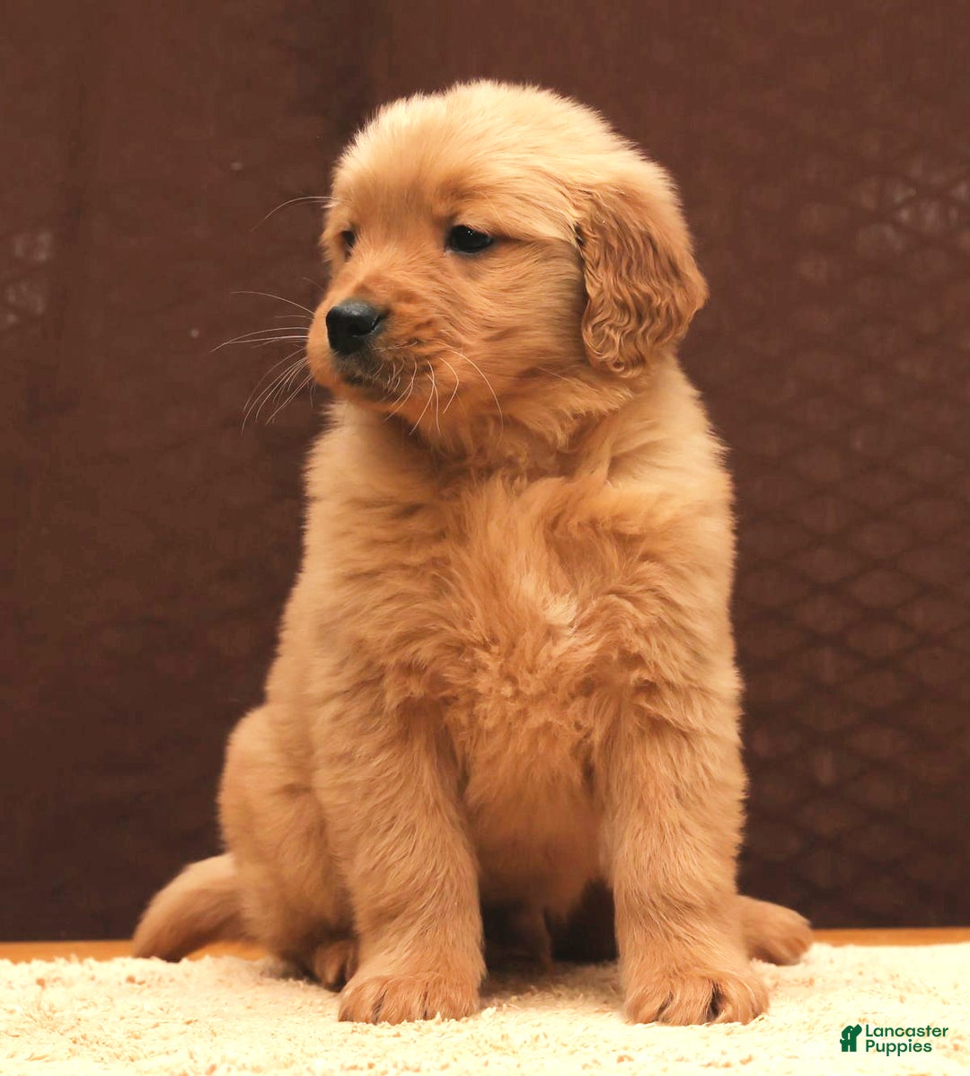 Golden Retriever dogs for sale: Lee - Ad 6