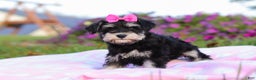 Miniature Schnauzer dogs for sale: Lexi - Ad 5