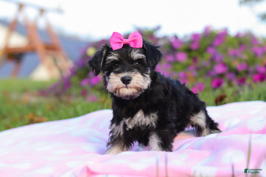 Miniature Schnauzer dogs for sale: Lexi - Ad 5