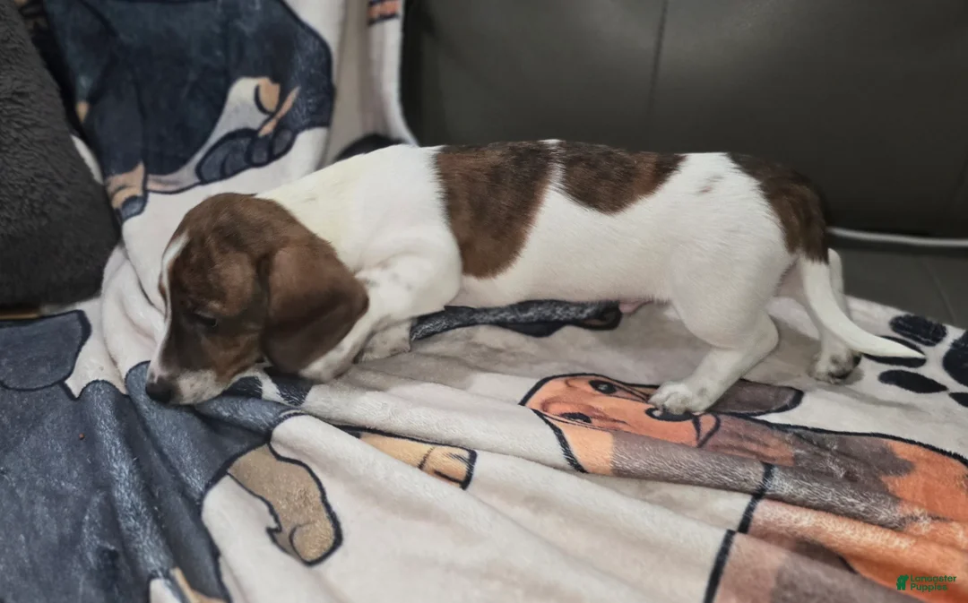 Dachshund dogs for sale: B McGee - mini - Ad 3