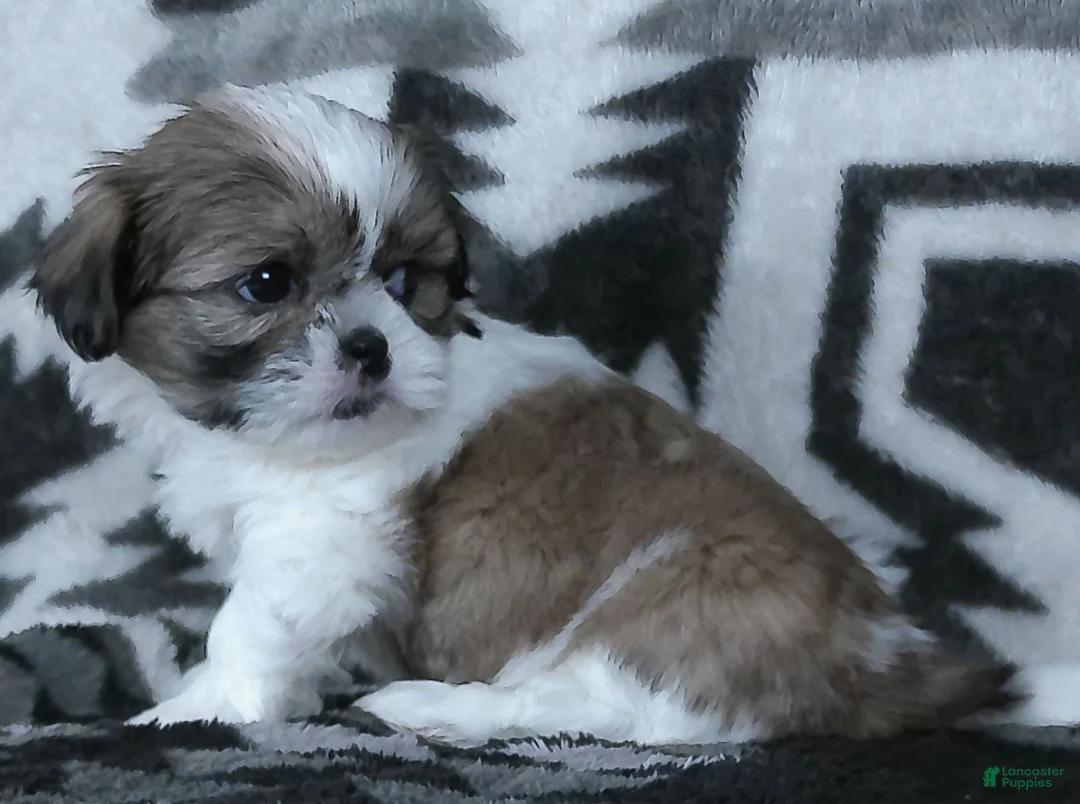 Shih Tzu dogs for sale: Alex - Ad 5