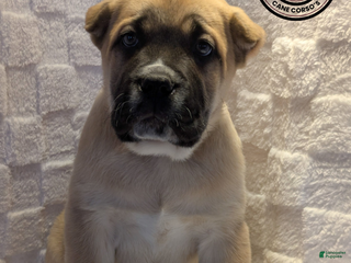 Cane Corso dogs Light Green - Ad 11