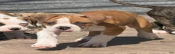 Alapaha Blue Blood Bulldog dogs for sale: BEA Liberty - Ad 4