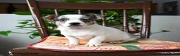 Chihuahua dogs for sale: Pebbles - Ad 1
