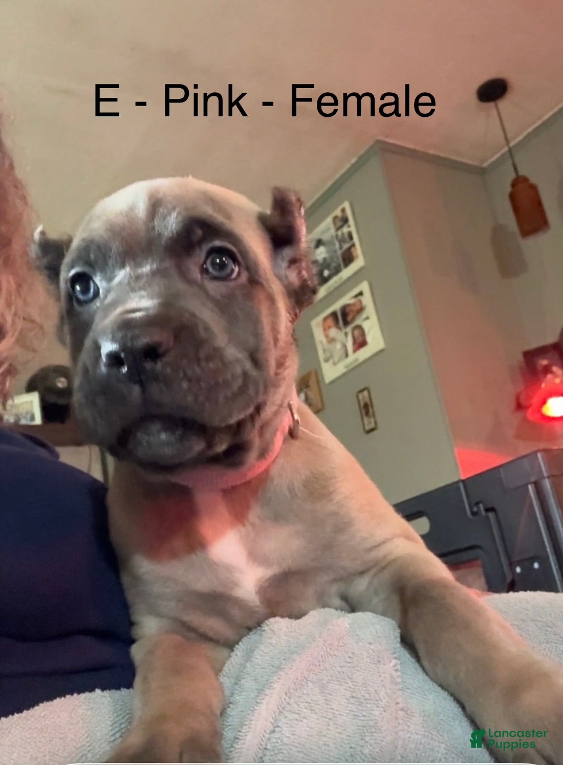 Cane Corso dogs Cane Corso purple - Ad 41