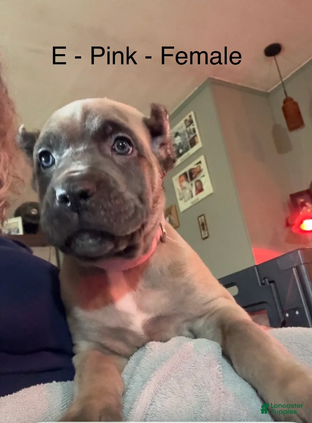 Cane Corso dogs for sale: Cane Corso purple - Ad 1