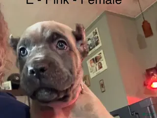 Cane Corso dogs Cane Corso purple - Ad 24