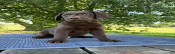Labrador Retriever dogs for sale: Max - Ad 4