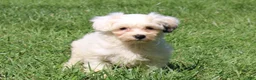 Teddy Bear dogs for sale: Hemlock - Ad 4
