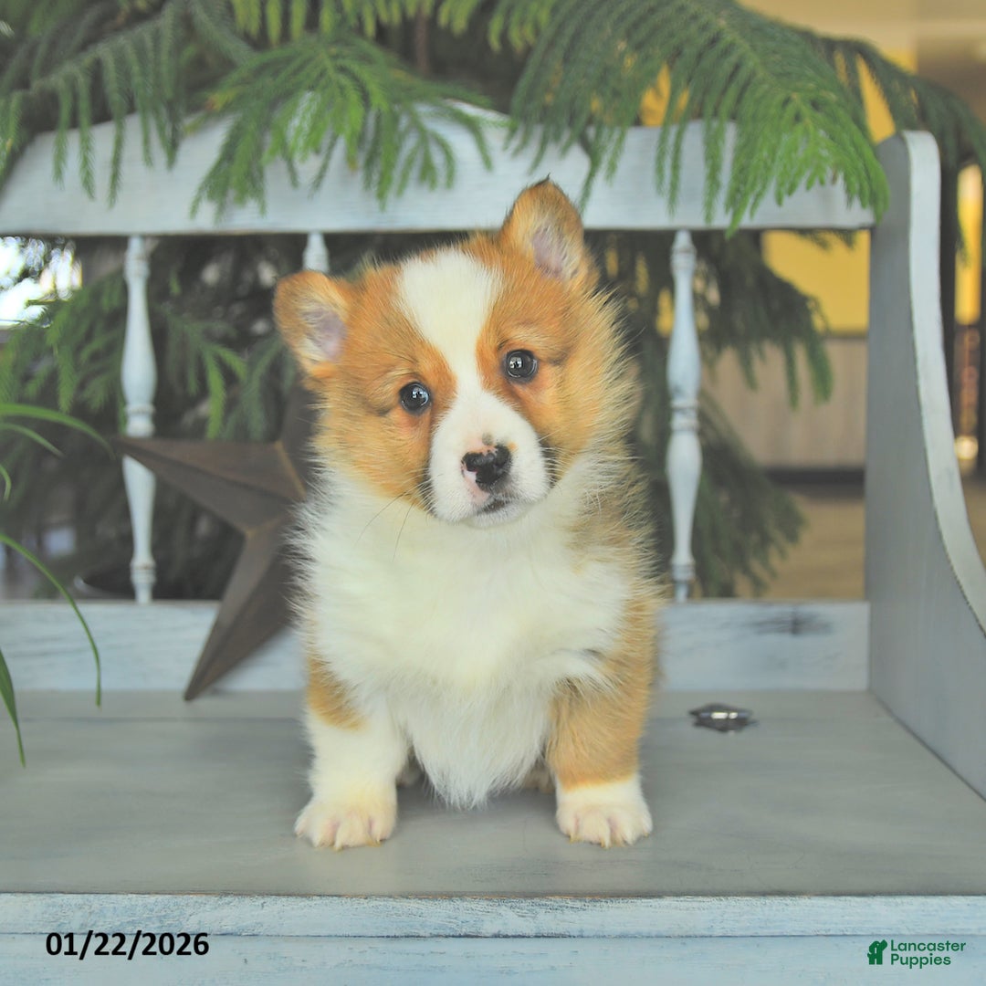 Welsh Corgi Pembroke dogs for sale: Eldon  - Ad 3