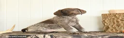 German Shorthaired Pointer dogs for sale: Dallas - Ad 1