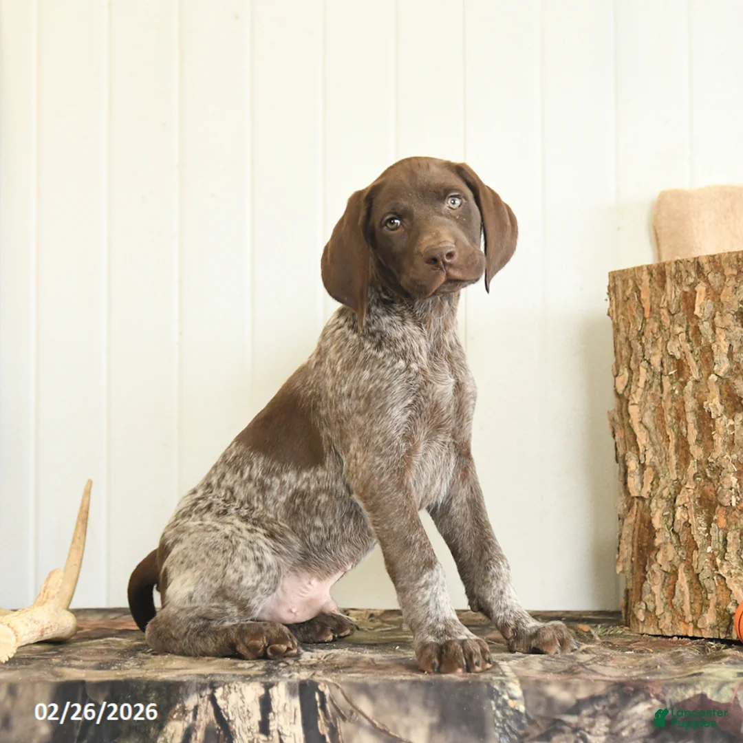 German Shorthaired Pointer dogs for sale: Dallas - Ad 1