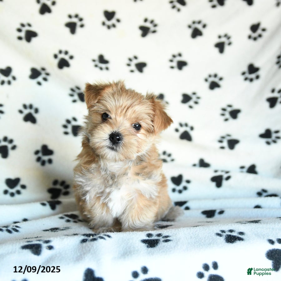 Morkie dogs Larry - Ad 41