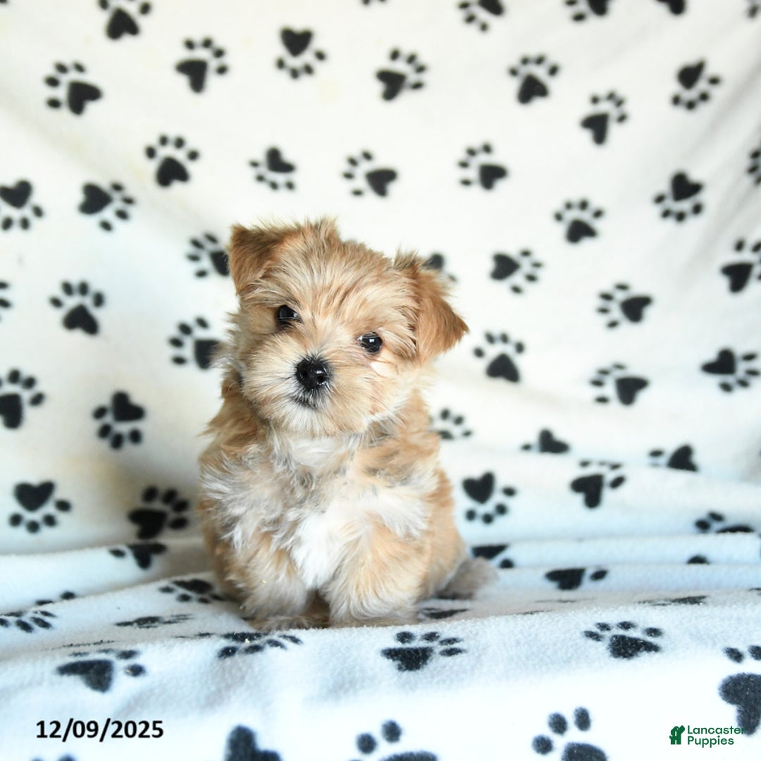 Morkie dogs for sale: Larry - Ad 1