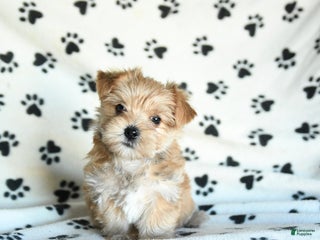 Morkie dogs Larry - Ad 1