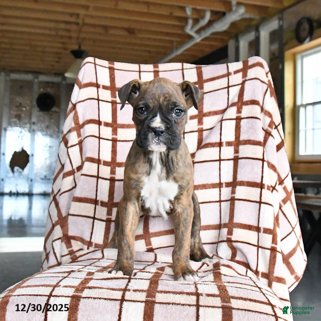 Boxer dogs for sale: Lolli - Ad 4