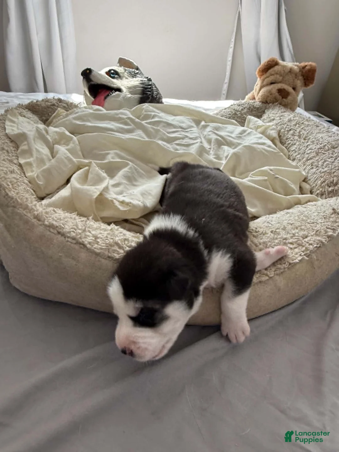 Siberian Husky dogs for sale: Max - Ad 2