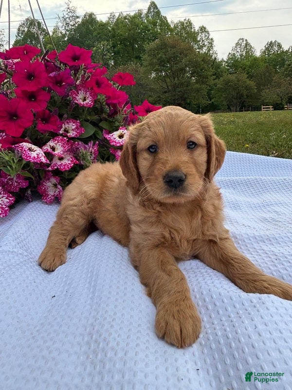 Goldendoodle dogs for sale: Boyd - Ad 1