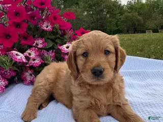 Goldendoodle dogs for sale: Boyd - Ad 1