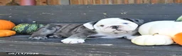 English Bulldog dogs for sale: Jill - Ad 4