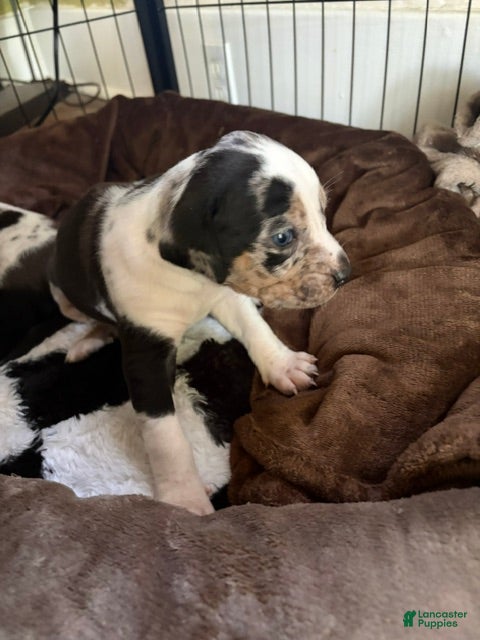 Catahoula Leopard Dog dogs Chief - Ad 6
