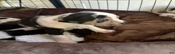 Catahoula Leopard Dog dogs for sale: Chief - Ad 1