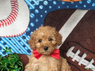 Cavapoo dogs Wendell Hypoallergenic - Ad 35