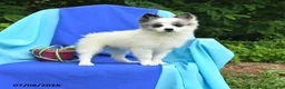 Pomeranian dogs for sale: Molly - Ad 2