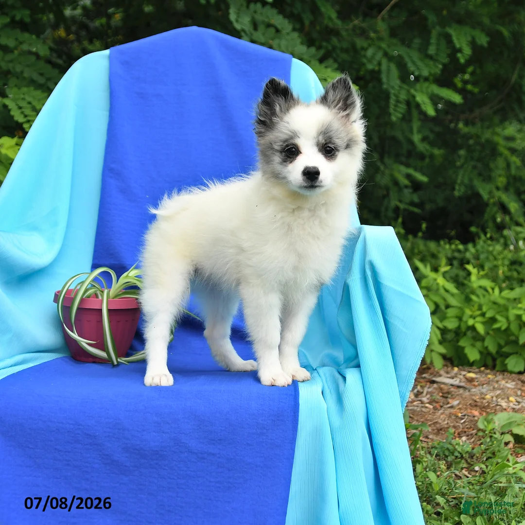 Pomeranian dogs for sale: Molly - Ad 2