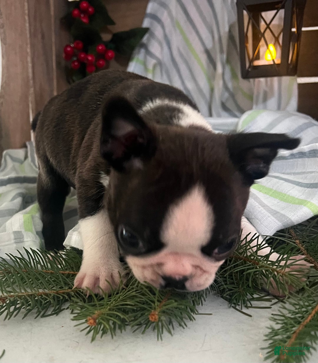 Boston Terrier dogs for sale: Joey  - Ad 8