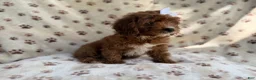 Cavapoo dogs for sale: Lettie - Ad 7