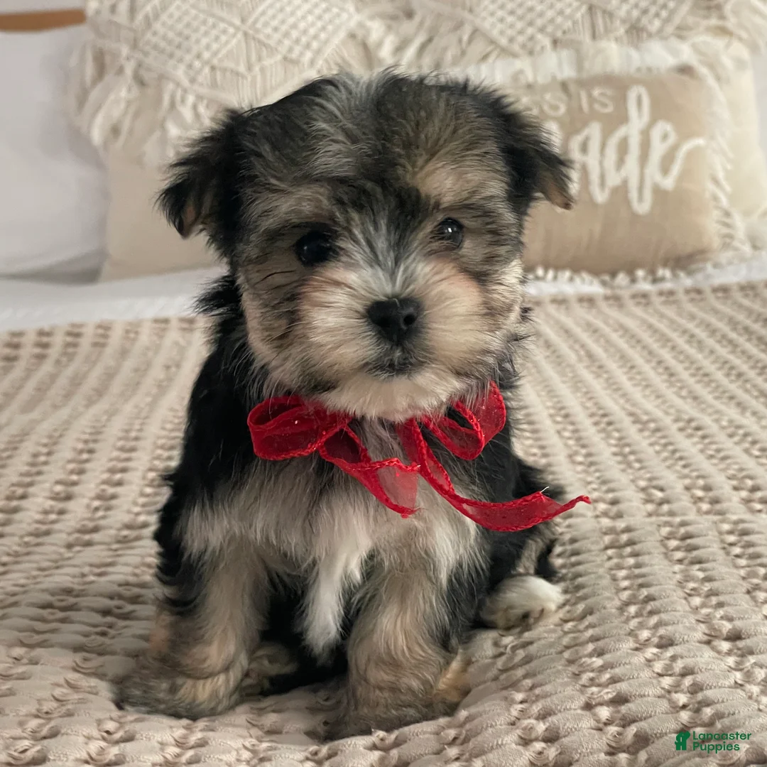 Morkie dogs for sale: Nola - Ad 4