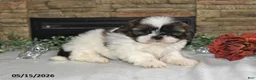 Shih Tzu dogs for sale: Tony - Ad 2