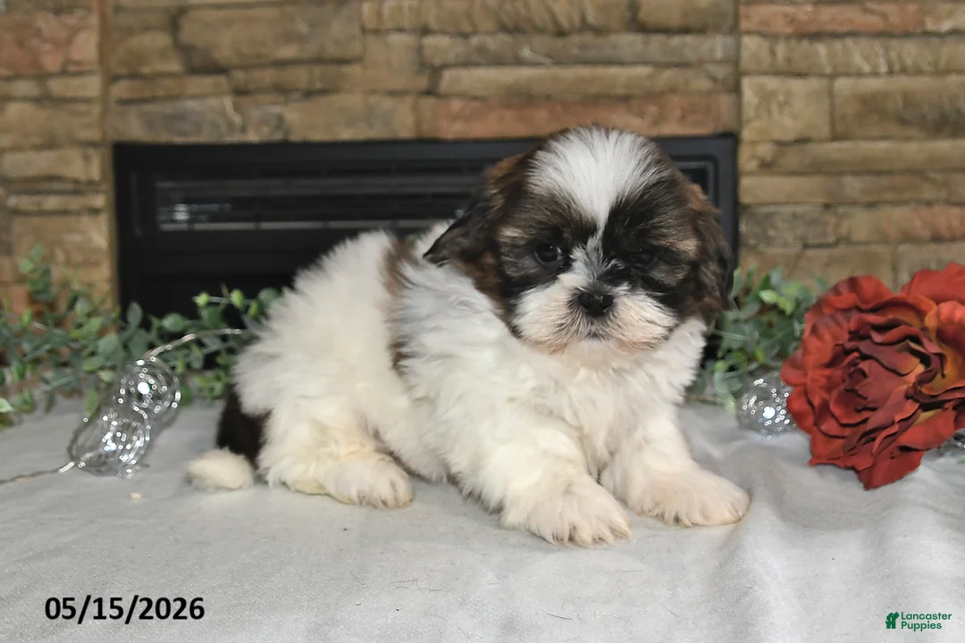 Shih Tzu dogs for sale: Tony - Ad 2