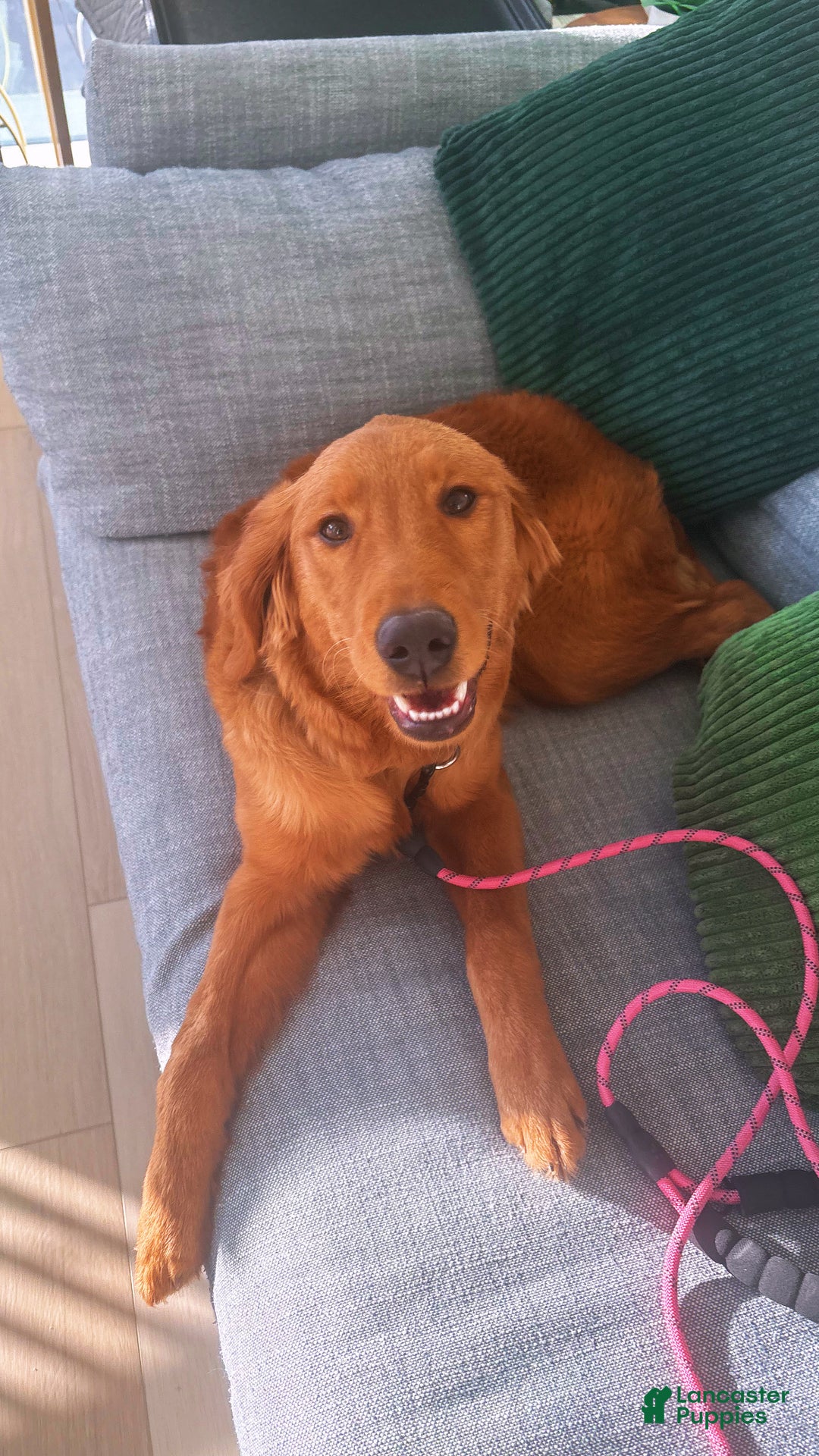 Golden Retriever dogs for sale: Golden Retriever Puppy 1 - Ad 1