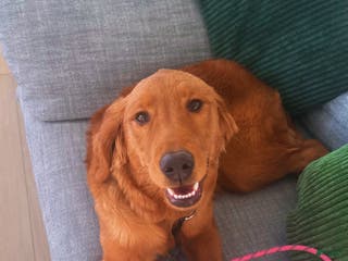 Golden Retriever dogs Golden Retriever Puppy 1 - Ad 39