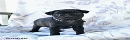 Pug dogs for sale: Wilmer - Ad 3