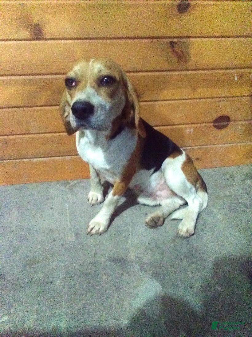 Beagle dogs Red - Ad 1